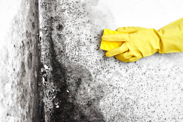 Best Air Quality Testing for Mold Spores  in Oakridge, OR