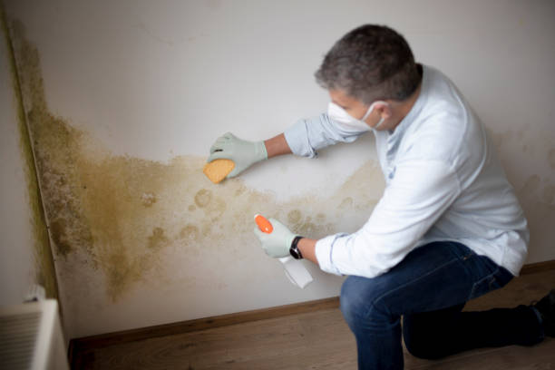 Best Comprehensive Air Testing for Mold Contaminants  in Oakridge, OR